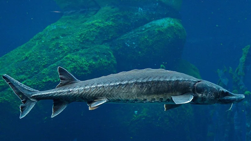 صفر تا صد پرورش و استحصال خاویار: خاویار چگونه به دست می‌آید؟